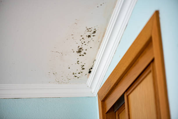 Environmental Consulting for Mold Prevention in Dade City North, FL